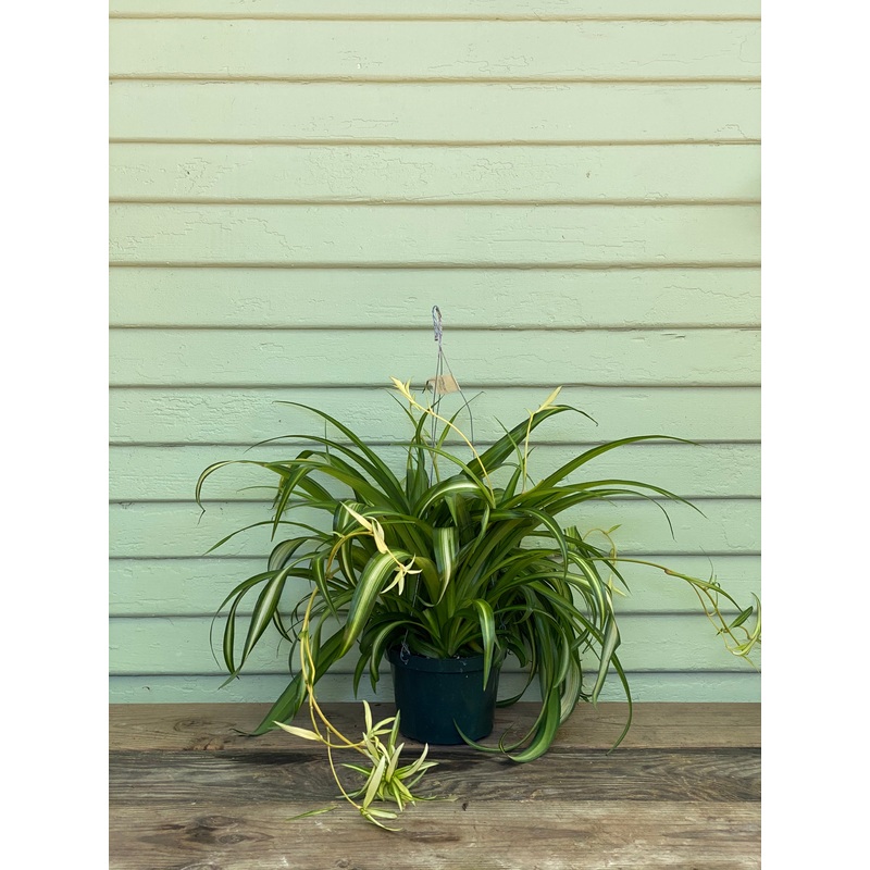 Hawaiian Spider Plant|6″ pot|8″ pot