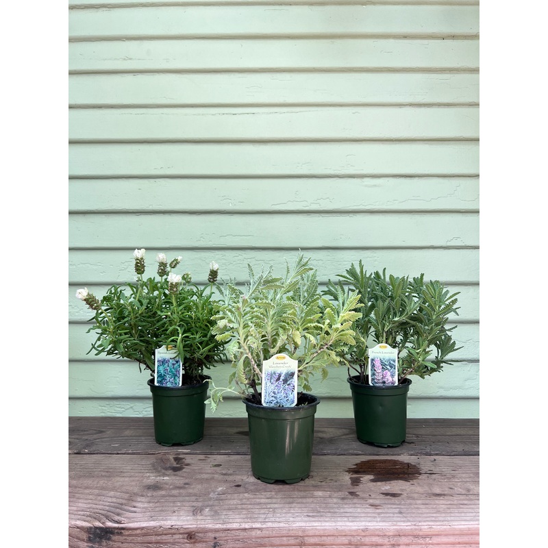 Lavender|4″ pot Spanish Lavender|4″ pot ‘Goodwin Creek’|4″ pot French Lavender