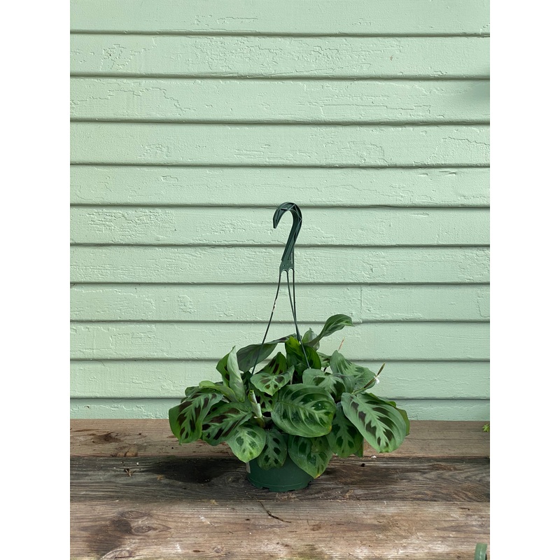 Maranta Green Prayer Plant|4″ pot|6″ pot