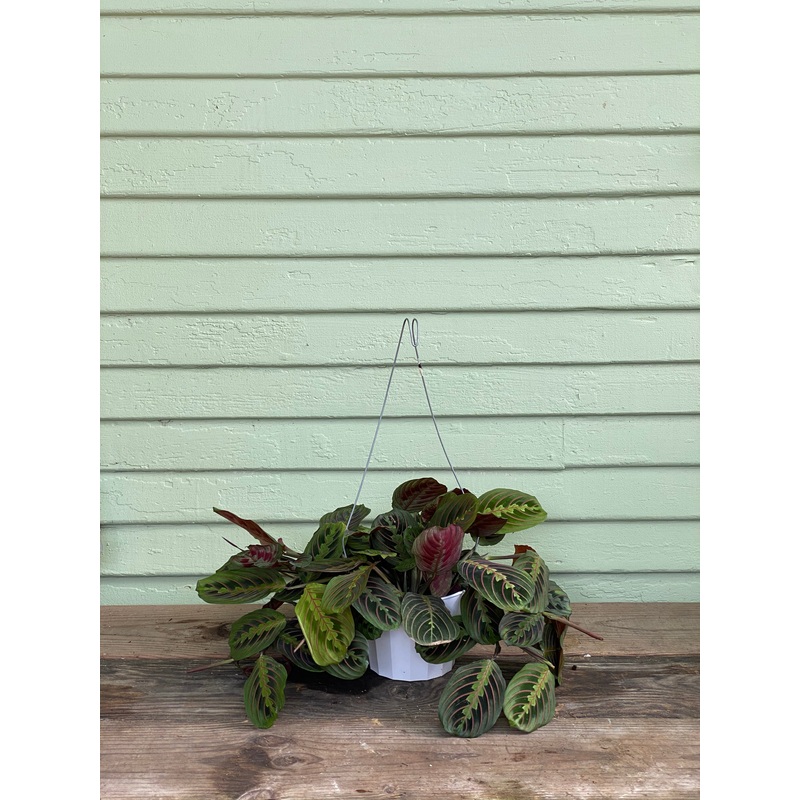 Maranta Red Prayer Plant|4″ pot|6″ pot