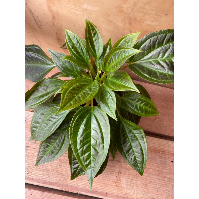 Monolena primuliflora – Antplant