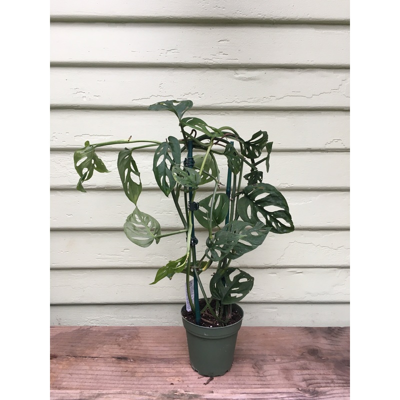 Monstera adansonii – Swiss Cheese Philodendron