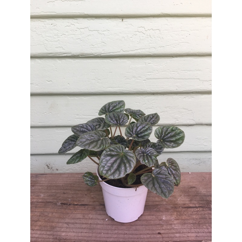 Peperomia Caperata  ‘Gray Ripple’