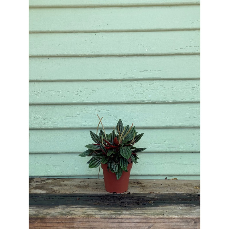Peperomia Eden Rosso|6″ pot|4″ pot