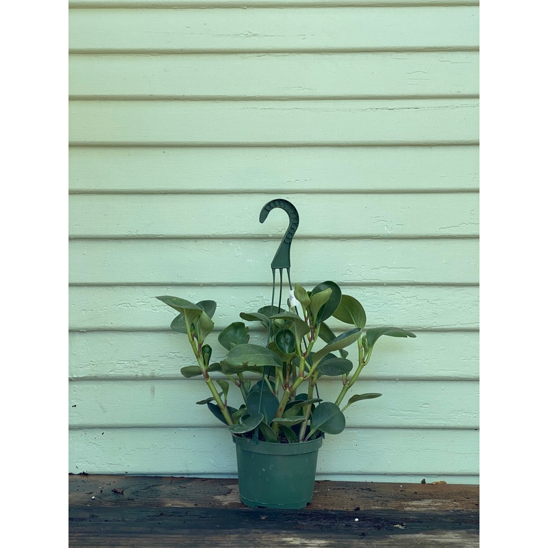 Peperomia obtusifolia|6″ pot|4″ pot