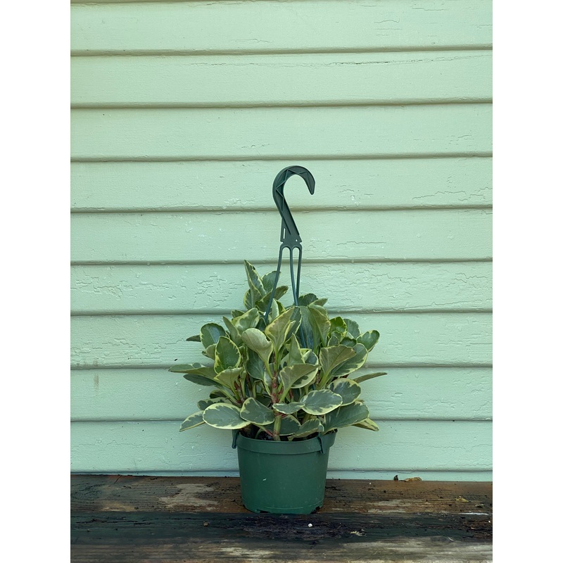 Peperomia obtusifolia Variegata