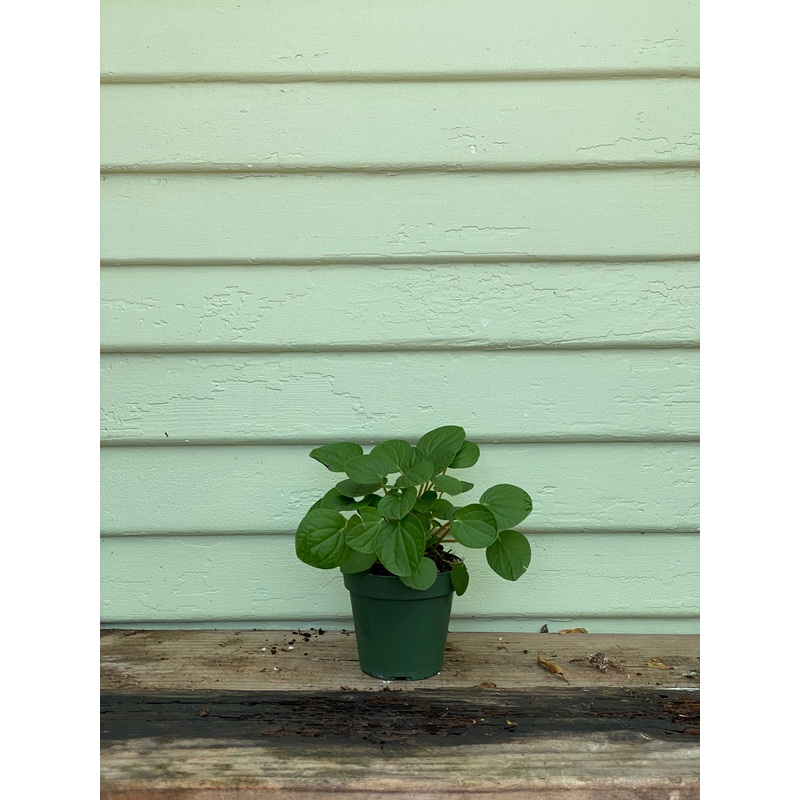 Peperomia Rana Verde|6″ pot|4″ pot