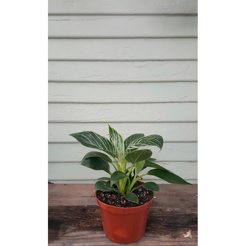 Philodendron Birkin|6″ pot|4″ pot