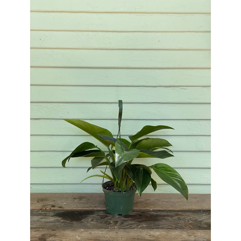 Philodendron Congo – Green|4″ pot 6-8″ tall|6″ pot at 1ft tall|8″ pot at 1.5ft tall|10″ pot at 2ft tall