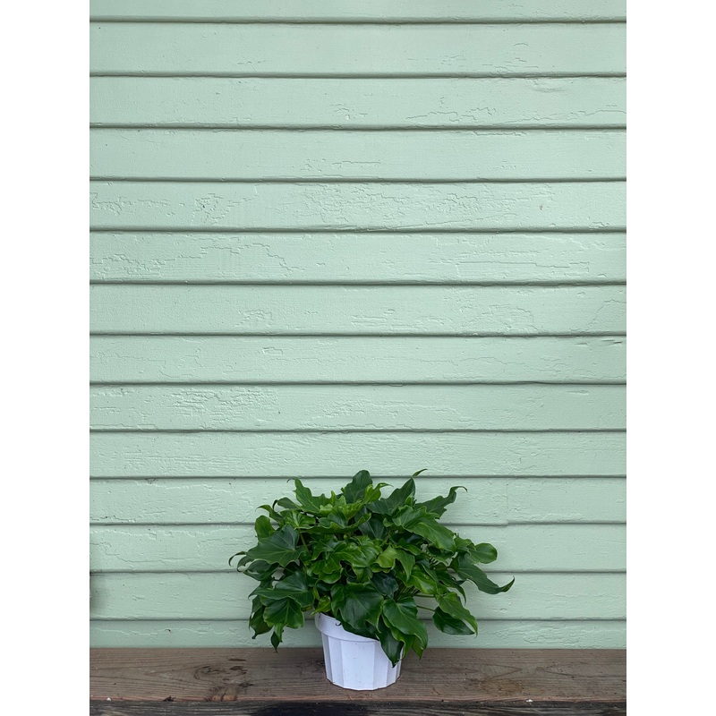 Philodendron Little Hope|6″ pot at 9 inches tall