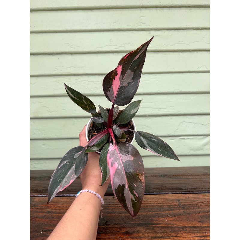 Philodendron – Pink Princess|4″ pot