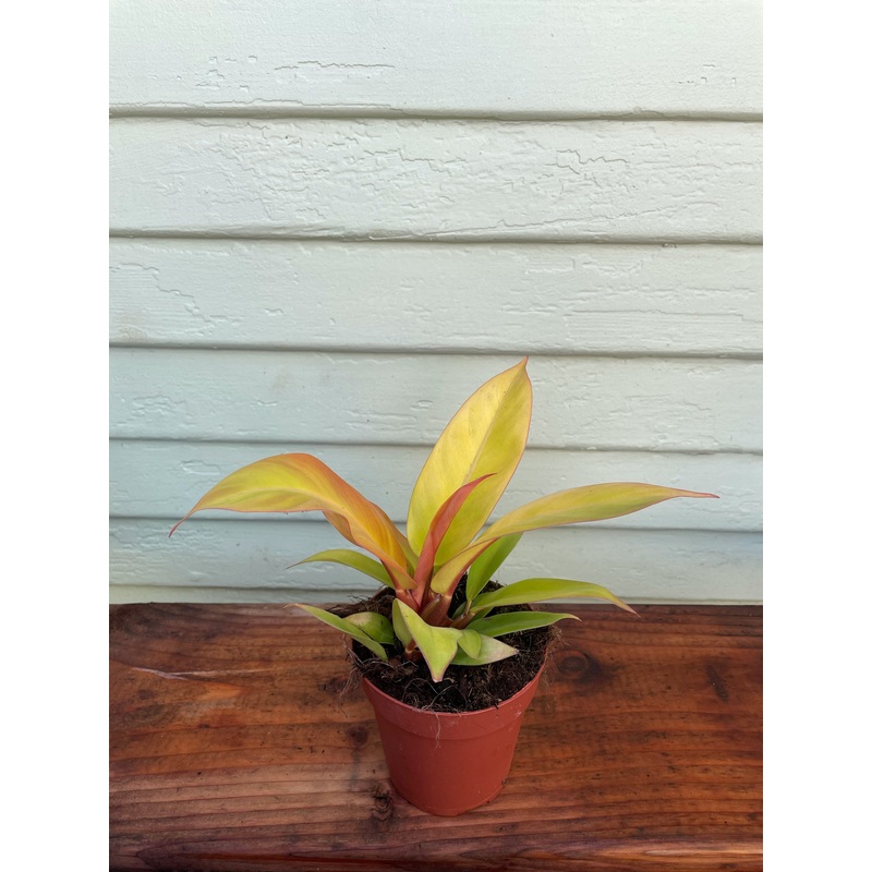 Philodendron – Prince of Orange