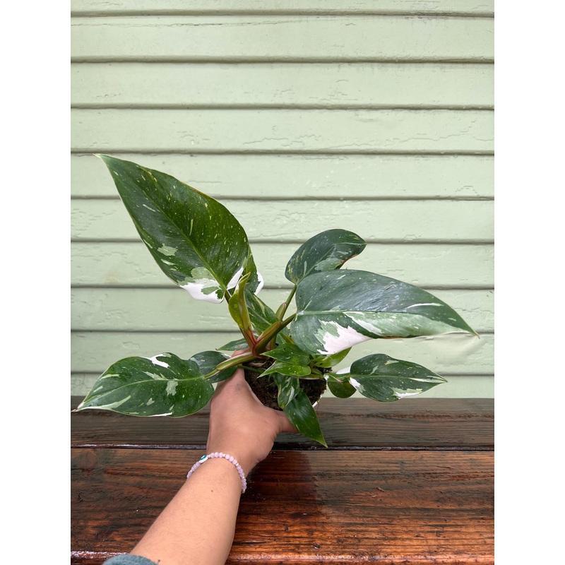 Philodendron – White Wizard|4″ pot