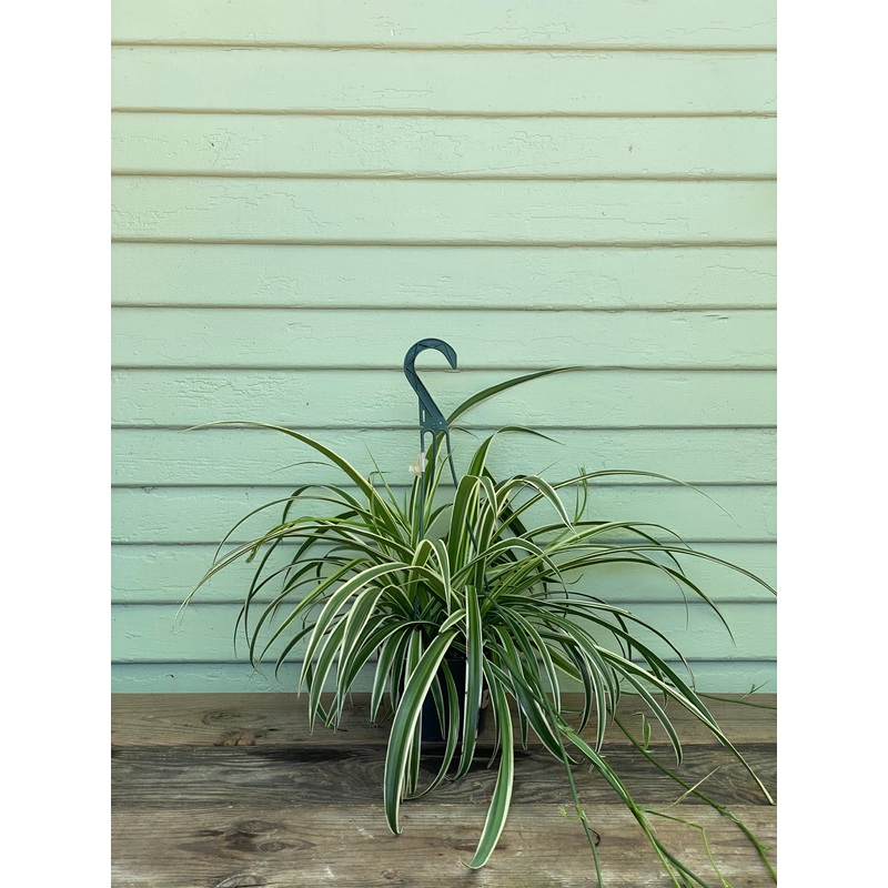 Reverse Variegated Spider Plant