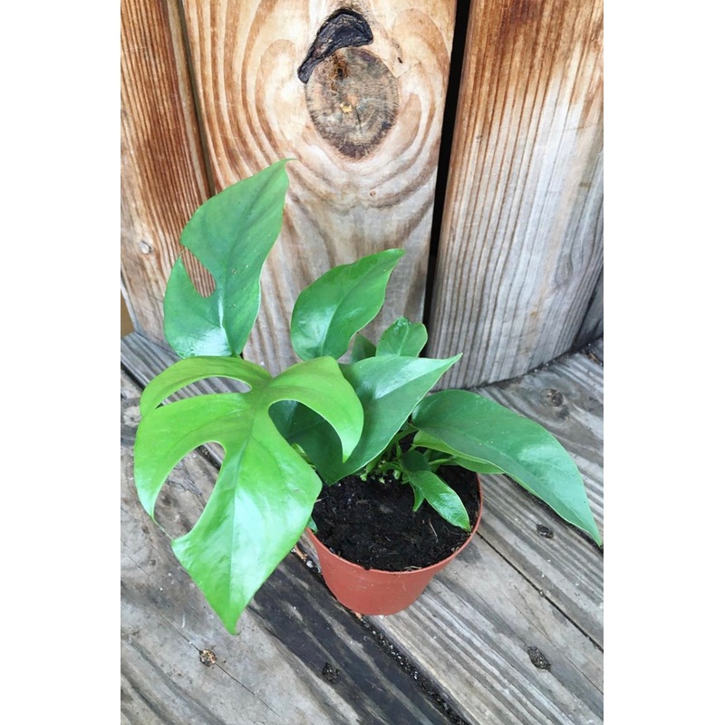 Rhaphidophora tetrasperma|4″ pot|6″ pot|8″ pot upright on pole|10″ pot 2′ tall staked