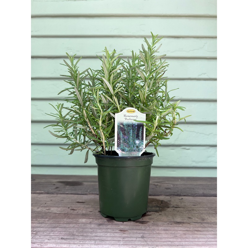Rosemary|4″ pot