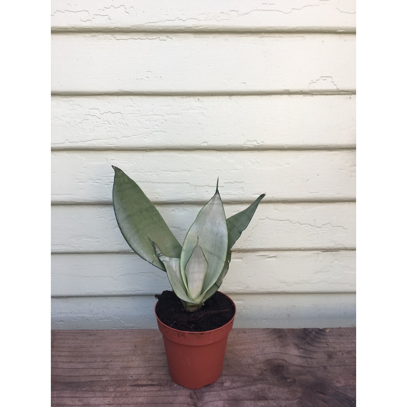Sansevieria – Moon Shine|6″ pot|4″ pot