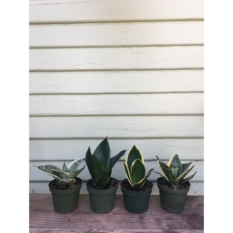 Sansevieria STAR POWER|4″ pot – shorties