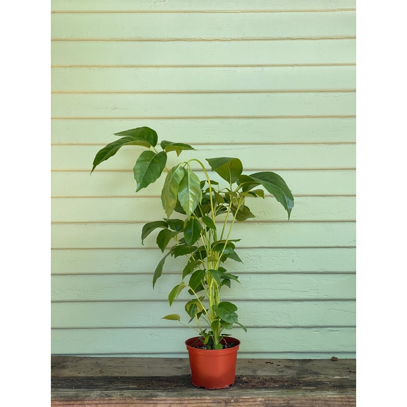 Schefflera – Australia Umbrella Tree