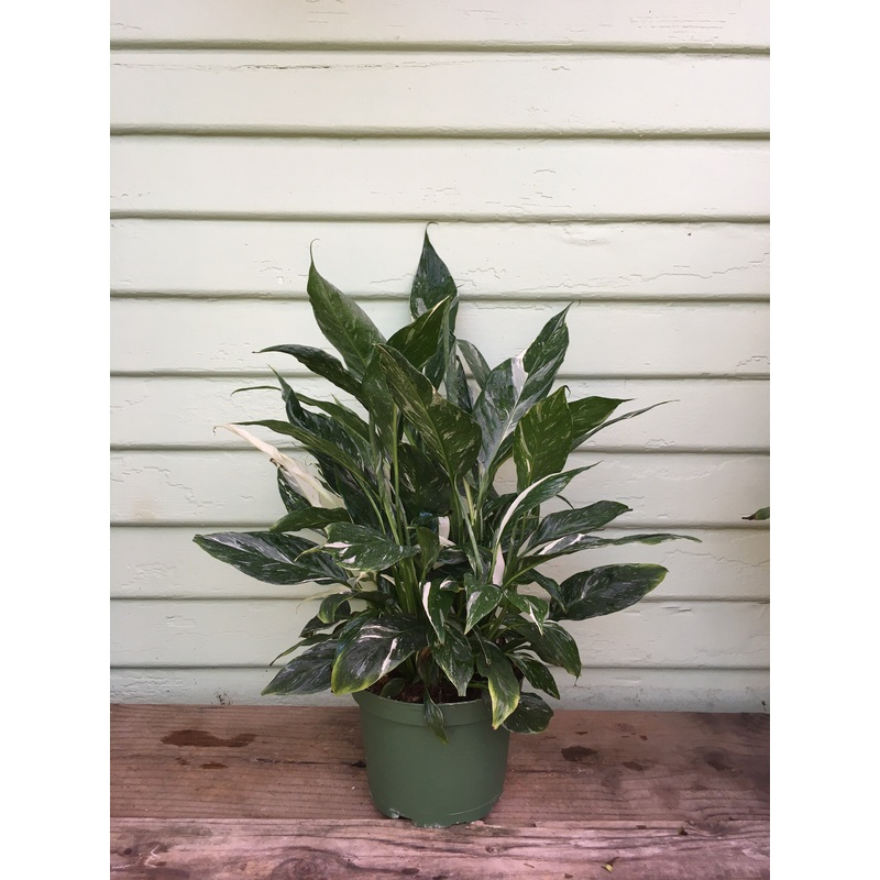 Spathiphyllum – Peace Lily Domino