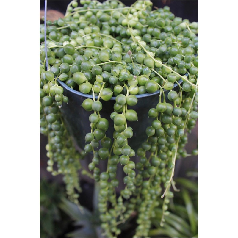 String of Pearls|2″ pot|4″ pot|6″ pot