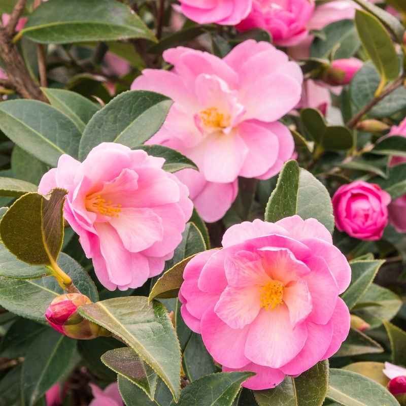 Taylor’s Perfection Camellia|3 Gallon