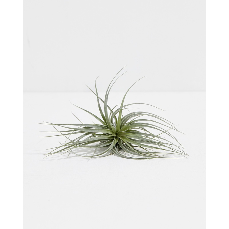 Tillandsia Houston Air Plant