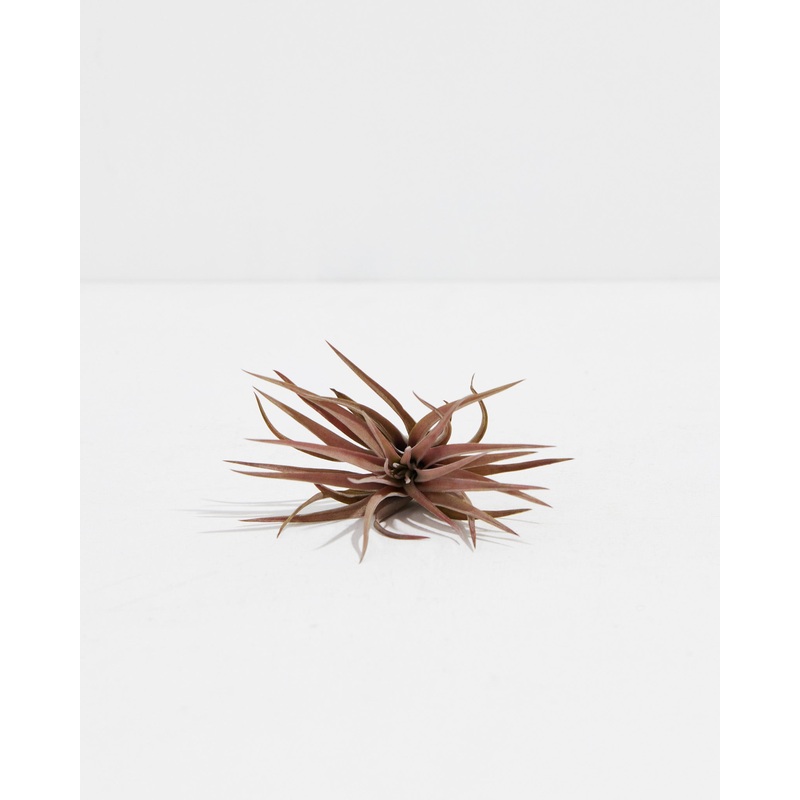 Tillandsia Velutina (Air Plant)