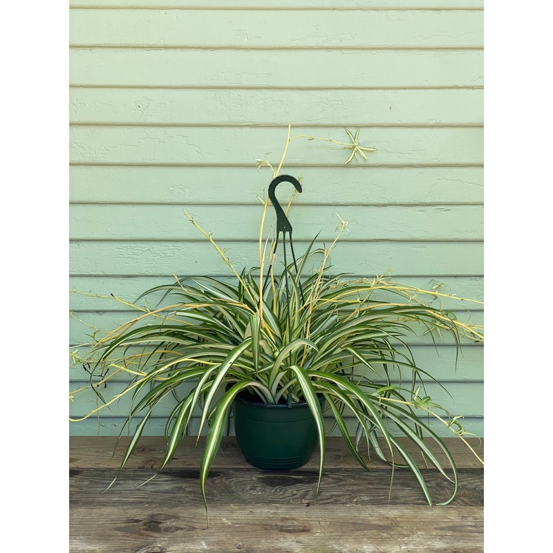 Variegated Spider Plant|4″ pot|6″ pot|8″ pot