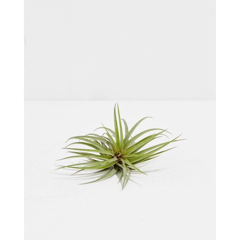 Victoria Red Splender (Ionantha x brachycaulos) Air Plant