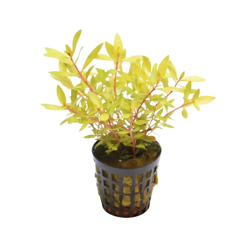 Ammania pedicellata ‘Gold’