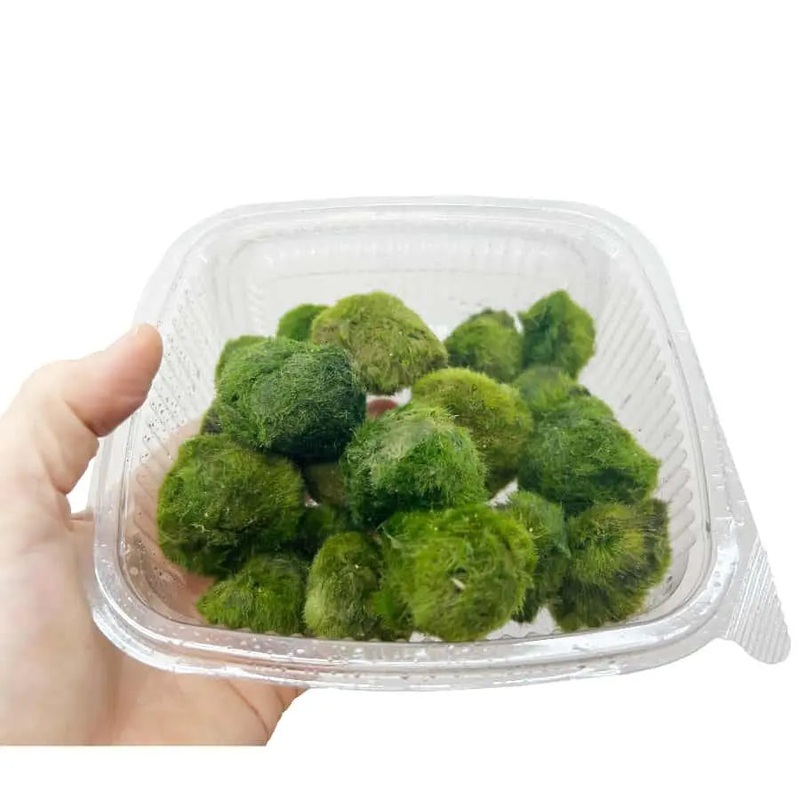 Aquarium Moss Ball Selection – Mix of 20 Balls