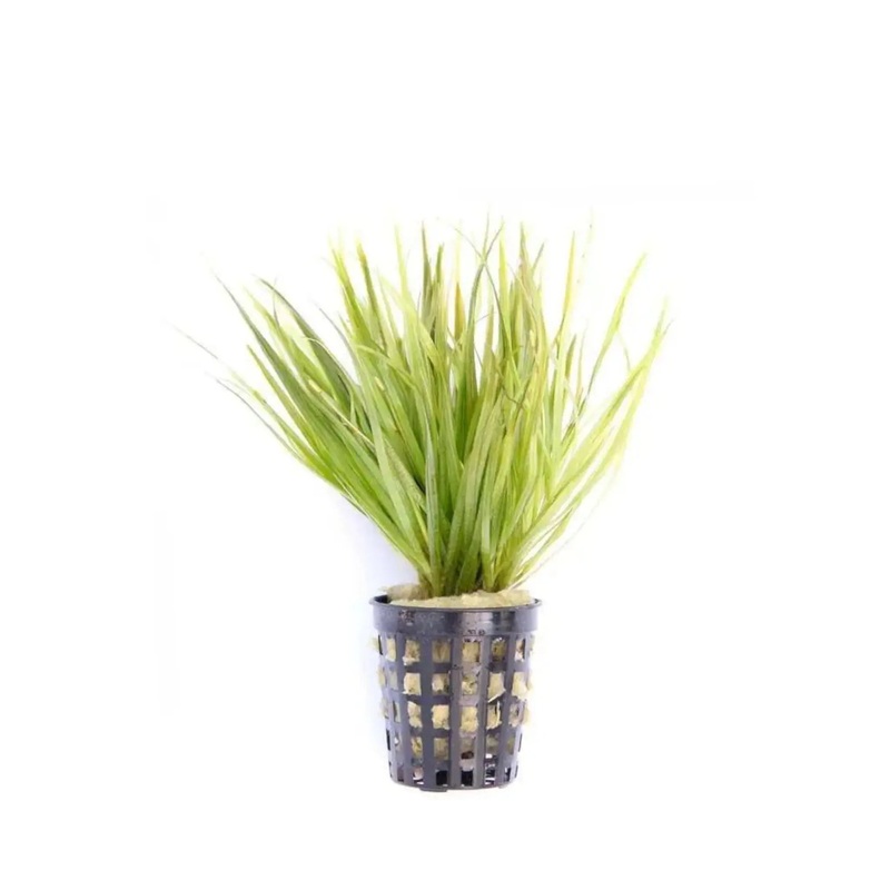 Blyxa japonica