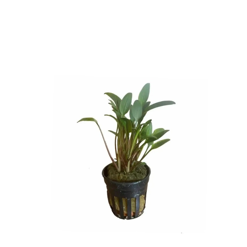 Cryptocoryne lucens
