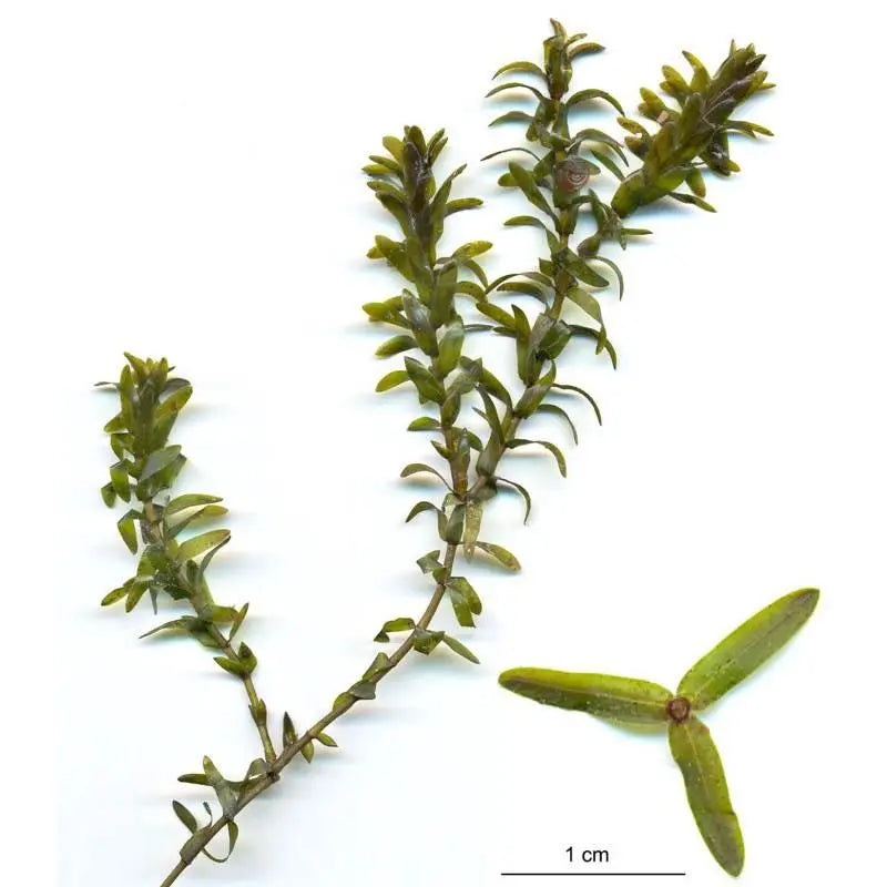 Elodea canadensis Bunch (Canadian Pondweed) – 2 Bunches