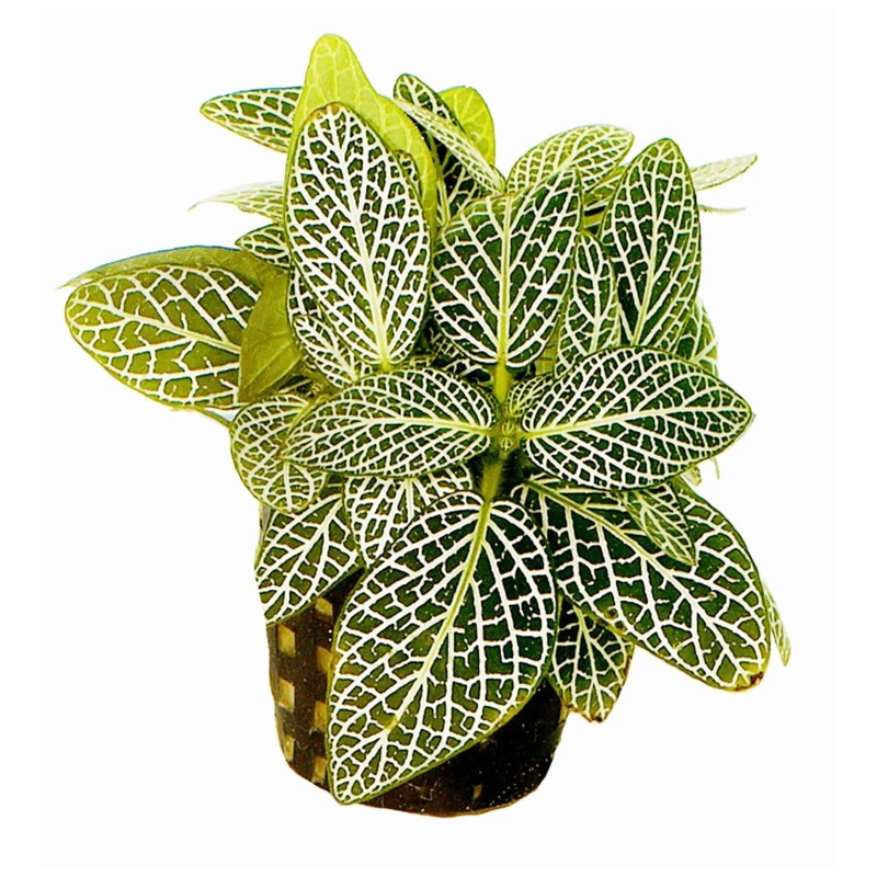 Fittonia verschaffeltii White – terrarium plant