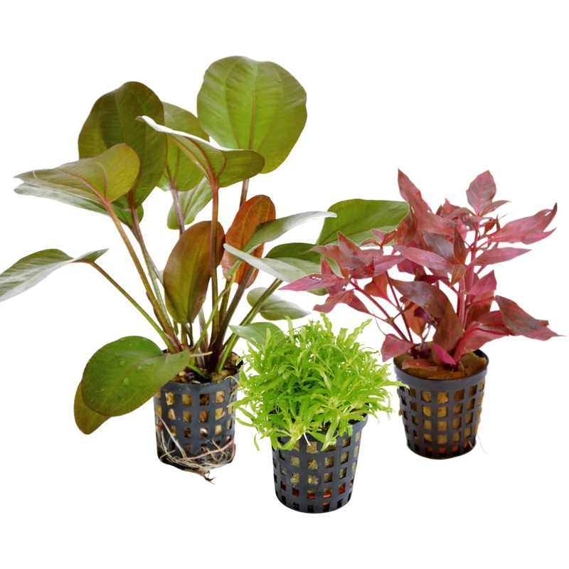 Mixed Box of 3 Aquarium Plants – Subscription only
