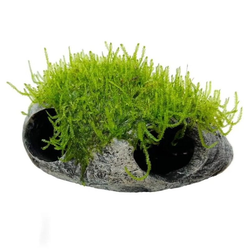 Mossy Fish Cave – Twin Hole