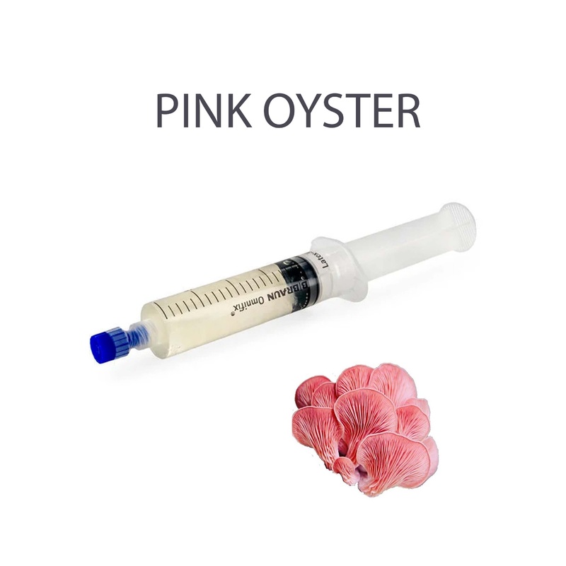 Pink Oyster Mushroom Liquid Culture