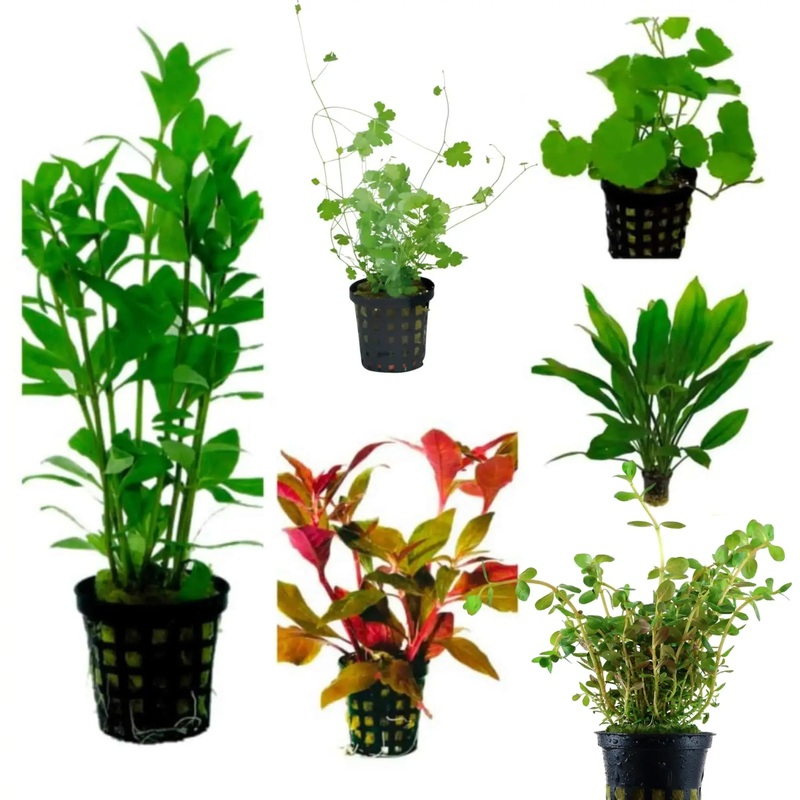 Set Box of 12 Aquarium Plants – Hayai