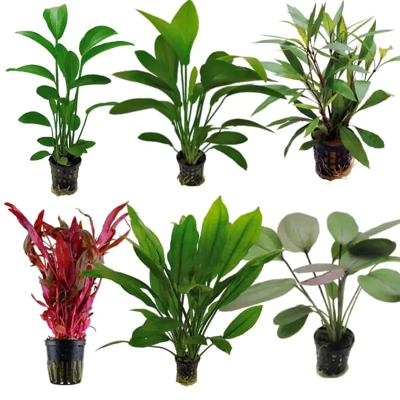 Set Box of 12 Aquarium Plants – Oki
