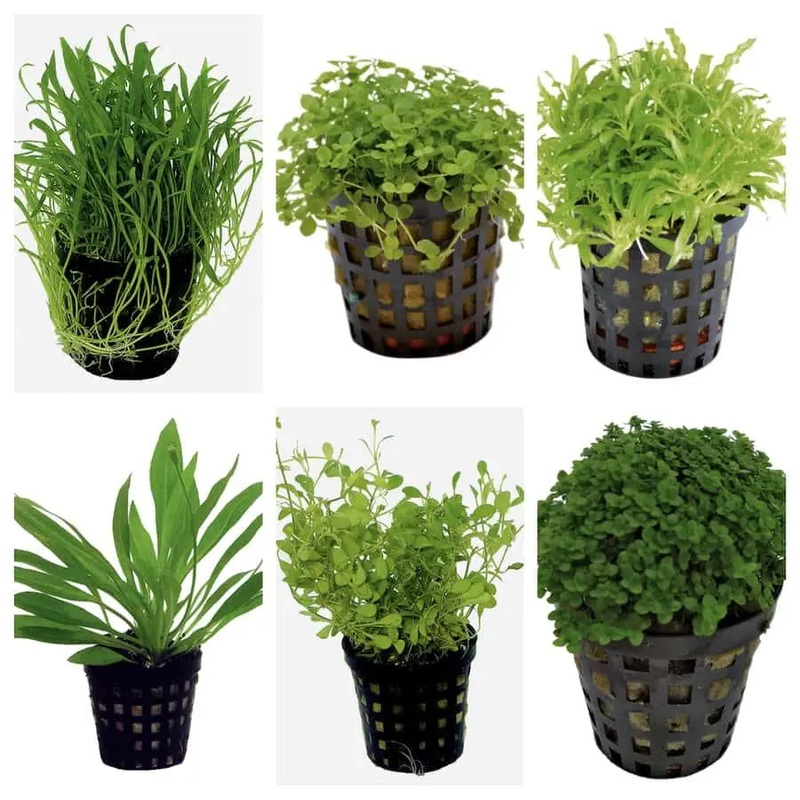 Set Box of 12 Aquarium Plants – Tei seicho