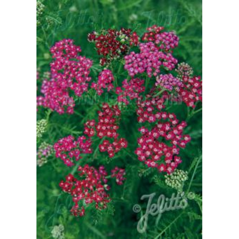 Achillea millefolium Cassis