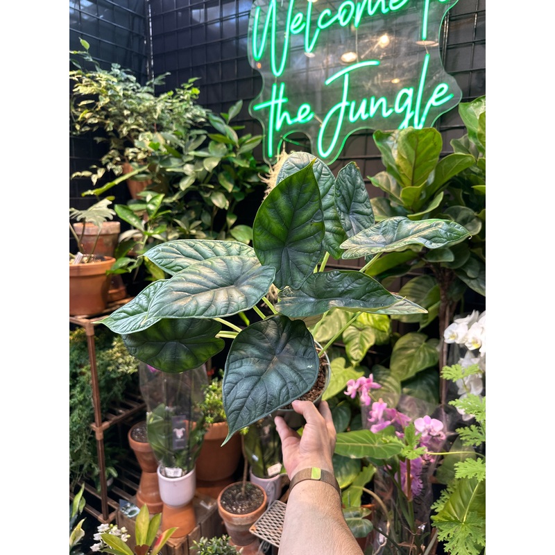 Alocasia Dragon Scale|2.5″ Pot|4″ Pot|5″ Pot|6″ Pot