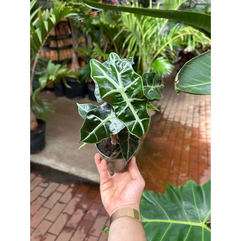 Alocasia Polly|4″ Pot|6″ Pot