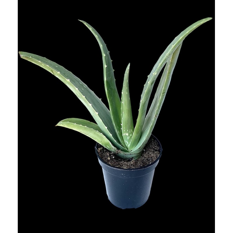 Aloe Vera|4″ Pot|6″ Pot|6″ Terra Cotta Pot (aged)