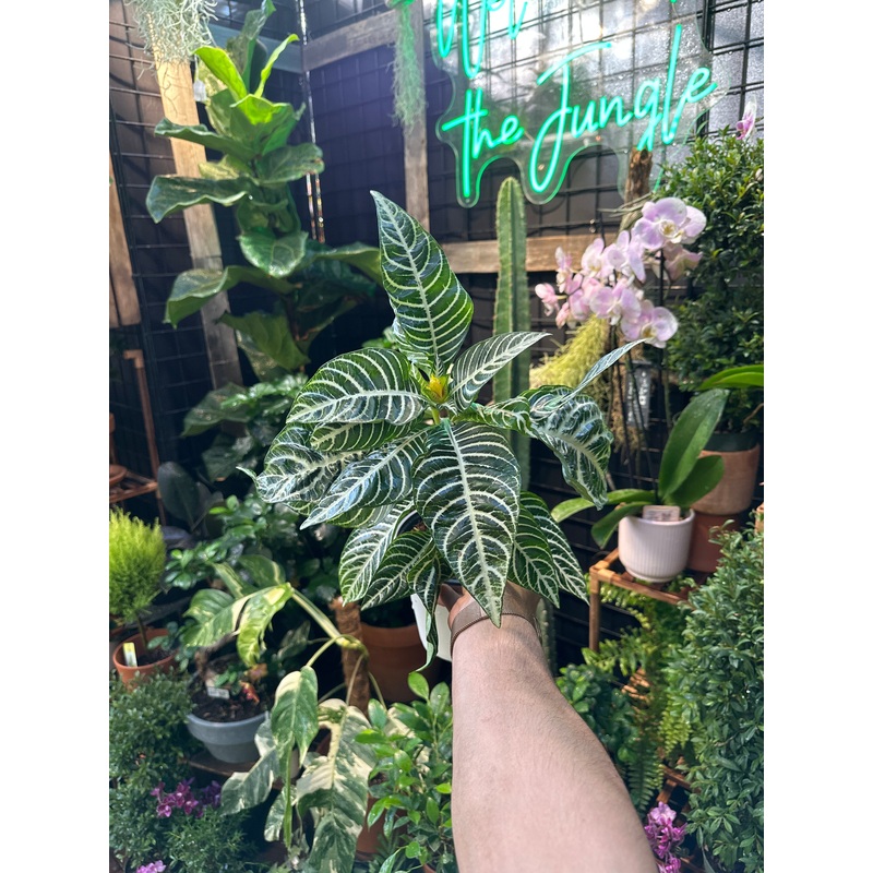 Aphelandra Dania Zebra Plant|4″ Pot|6″ Pot