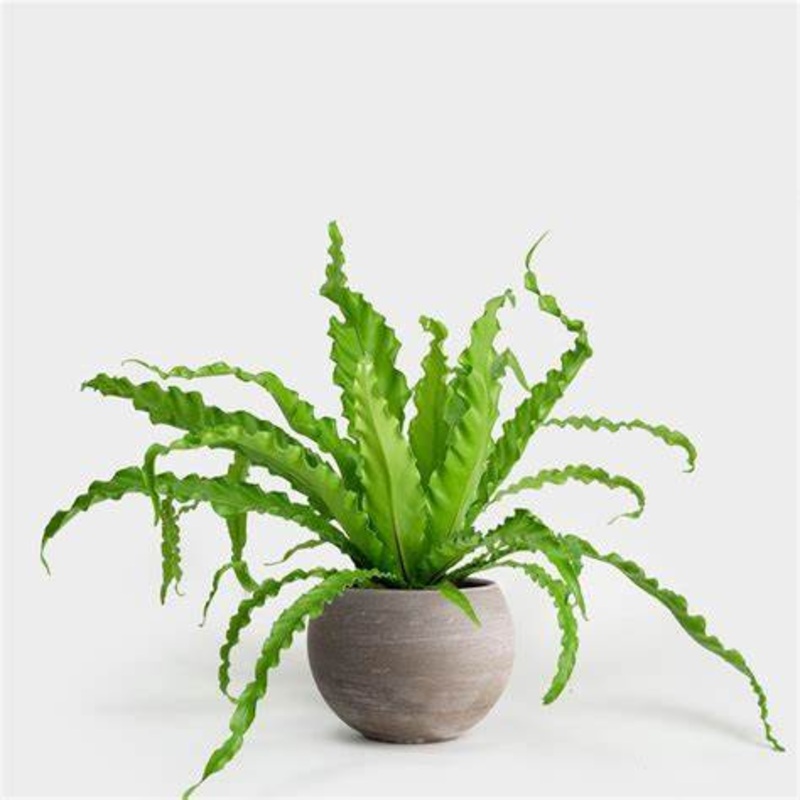 Asplenium ‘Victoria’|4″ Pot|6″ Pot