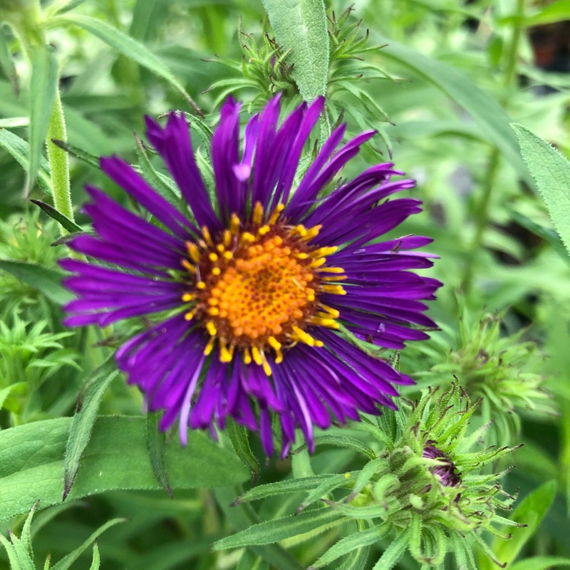 Aster novae-angliae Violetta