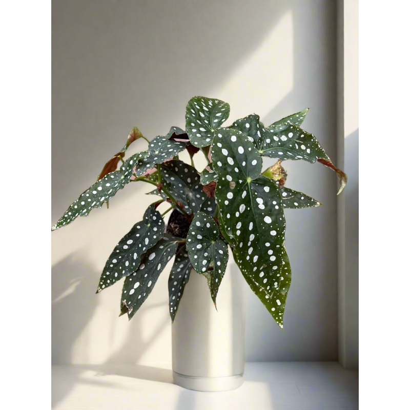 Begonia maculata wightii ‘Polka Dot’